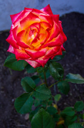 Similar image 21385970