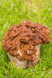 Similar image 21385975