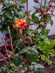 Similar image 21386223