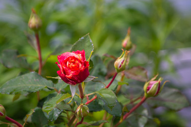 Similar image 21386230