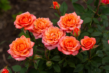 Similar image 21386235