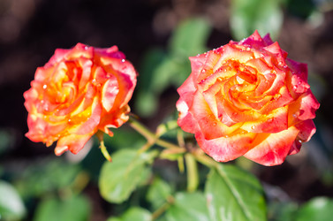 Similar image 21386237