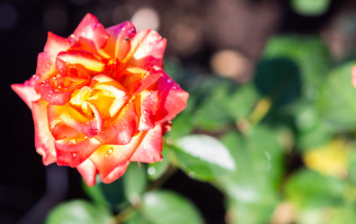 Similar image 21386238