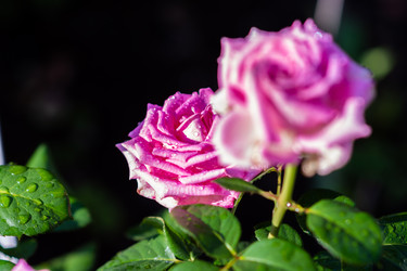 Similar image 21386241