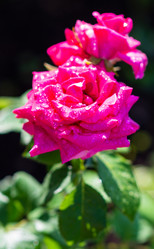 Similar image 21386242