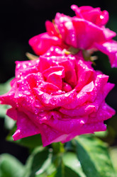 Similar image 21386243