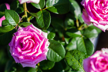 Similar image 21386244