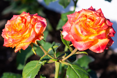 Similar image 21386245