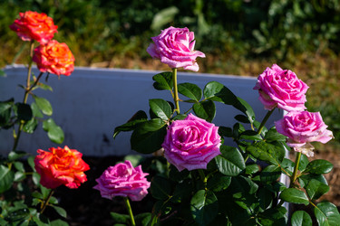 Similar image 21386247