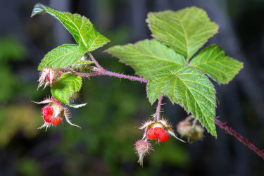 Similar image 21383465