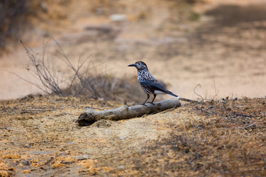 Similar image 21383511