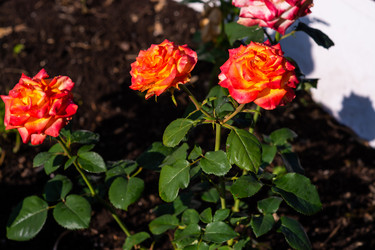 Similar image 21385980