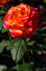 Similar image 21385983