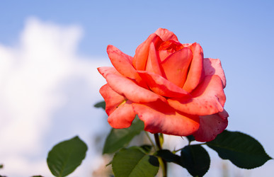 Similar image 21385984