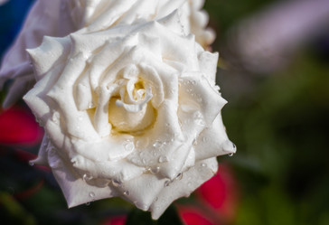 Similar image 21386107