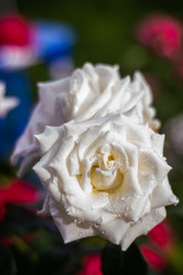 Similar image 21386109