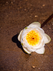 Similar image 21386110