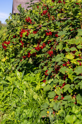 Similar image 21386113