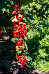 Similar image 21386257