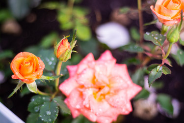 Similar image 21386263