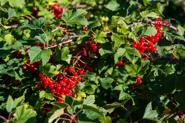 Similar image 21386266