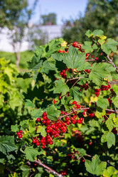 Similar image 21386269