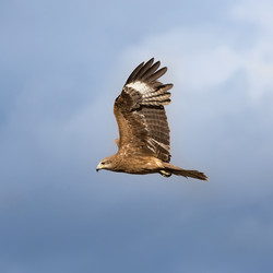 Similar image 21383567