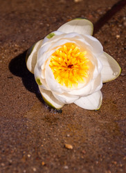 Similar image 21385988