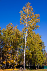 Similar image 21386053