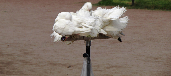 Similar image 21382907