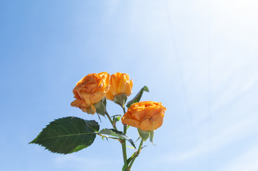 Similar image 21382958