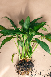 Similar image 21399442