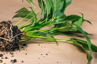 Similar image 21385440