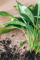 Similar image 21382978