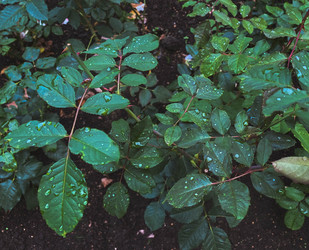 Similar image 21387098