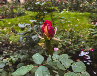 Similar image 21387102