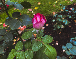 Similar image 21387104