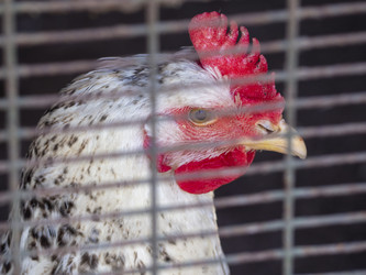 Similar image 21383832