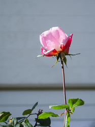 Similar image 21384892