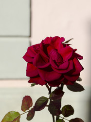 Similar image 21384912