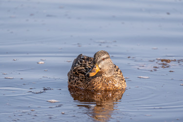 Similar image 21383164