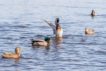 Similar image 21383168