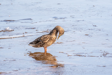 Similar image 21383169