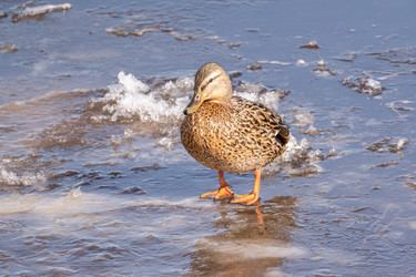 Similar image 21383176