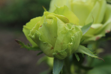 Similar image 21412587