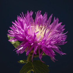 Similar image 21383969