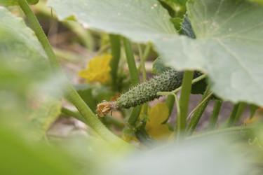 Similar image 21383996