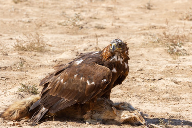 Similar image 21382668