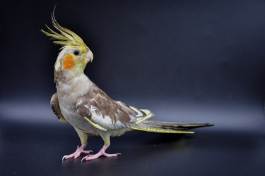 Similar image 21399260