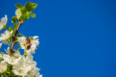 Similar image 21384043